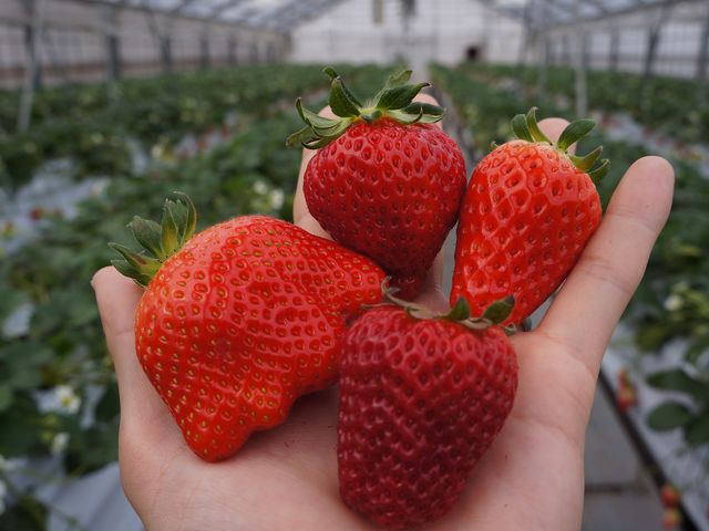 いちご狩りだからこその食べ比べをお楽しみください♪_34Garden(株)三豊 大宮店