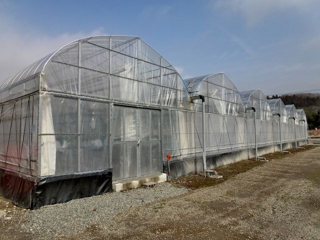 ビニールハウスのいちご狩りで雨でも安心!_すまいるふぁーむ藤本