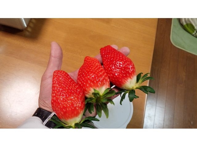 章姫は、鮮やかな紅色で、やや細長い形が特徴的な大粒いちごです_すまいるふぁーむ藤本