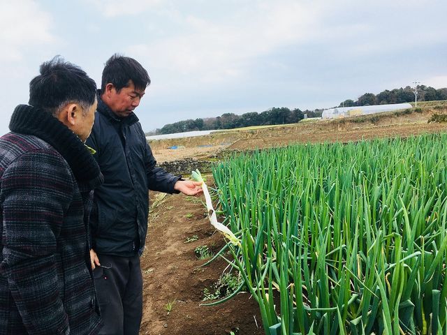 雲仙市栗原さんの育てる「栗原ネギ」
料理長も畑の見学に
2018._セトレグラバーズハウス長崎