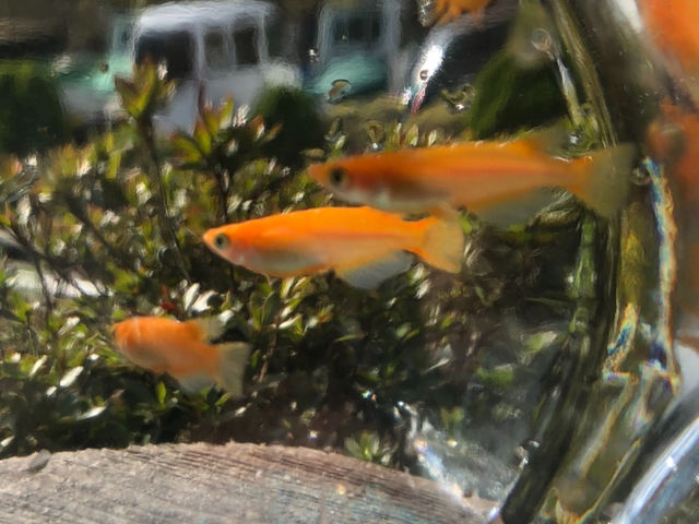 竜太園