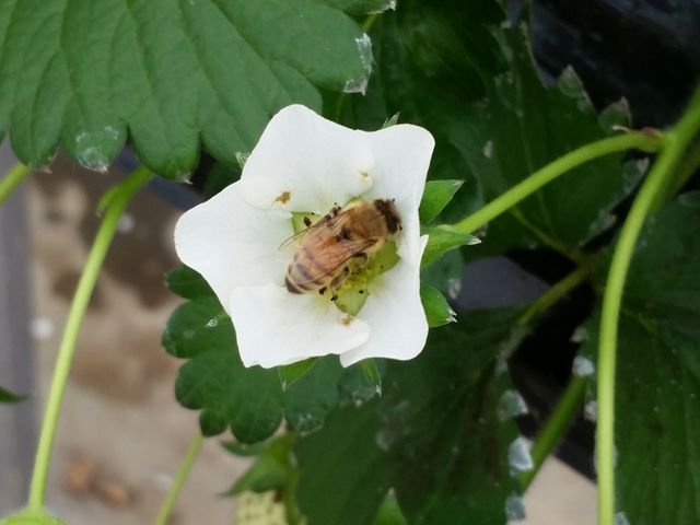 さいとう苺園