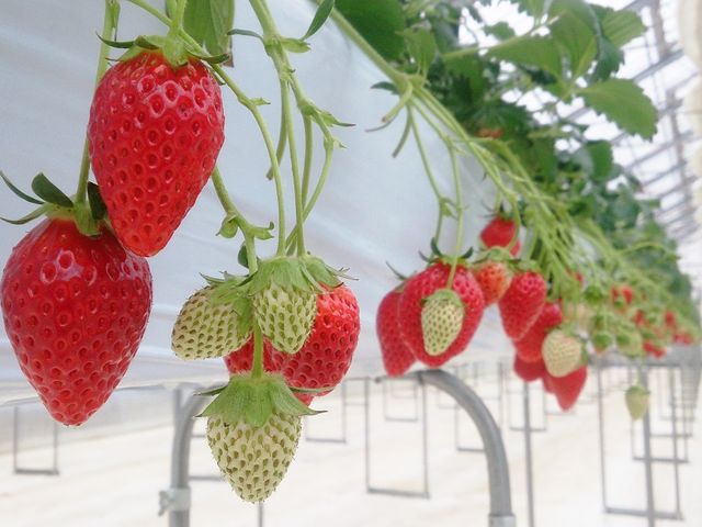 高設栽培なので、車いすやお子様でも手が届きやすい位置にいちごがあります。_KING FARM