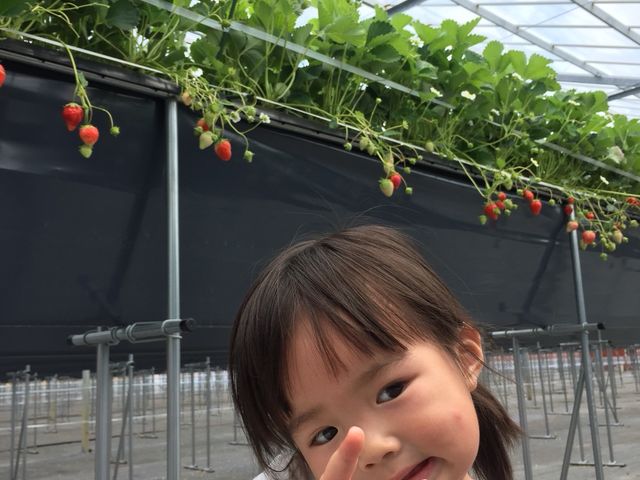 ITシステムを使って環境を整えて育てられたいちごは、子どもでも安心して食べられます。_FarmersConcierge