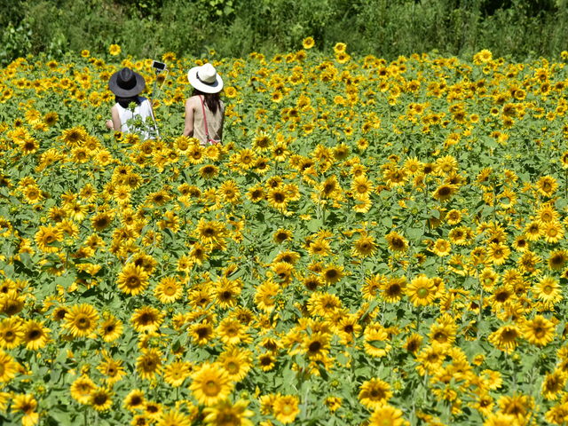 8月ひまわりまつり_一般社団法人但東シルクロード観光協会