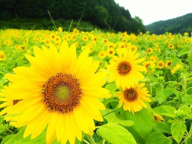 8月ひまわりまつり_一般社団法人但東シルクロード観光協会