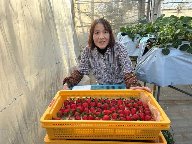 初収穫「よつぼし」甘くて美味しいよ!いちご狩りに来てくださいね!_杉山いちご園