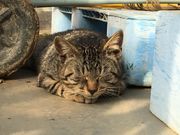 大関いちご園の写真4