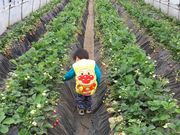 石川いちご園の写真4