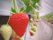 MIGAKI FARM(旧ICHIGO WORLD)の写真2