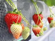 苺園いちごめぐりの写真2