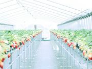 池本農園の写真3