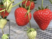 TomiBerryいちご農園の写真2