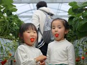 日隈いちご園の写真2
