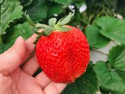 以後アいちご園の写真3