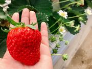 以後アいちご園の写真4