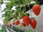 阿蘇健康農園の写真4