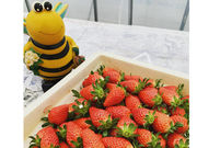 ストロベリーファーム石原の写真4