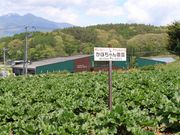 かぼちゃん農園の写真3