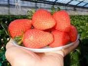みつばちファームの写真3