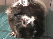 午前2時のハリネズミさんの写真4