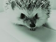 午前2時のハリネズミさんの写真2
