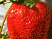 ニコファームうえだの写真3