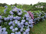 野見金公園の写真1