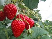 STRAWBERRY FARM 陽一郎園の写真3