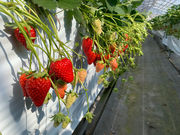STRAWBERRY FARM 陽一郎園の写真2