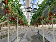 STRAWBERRY FARM 陽一郎園の写真4