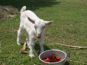 安藤農園の写真2