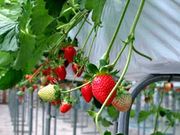 安藤農園の写真3