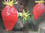 もんぜんの写真2