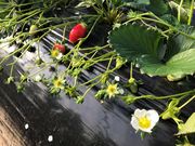 前川いちご園の写真2