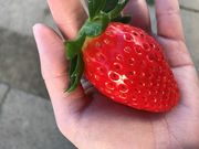 前川いちご園の写真4