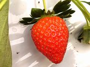 すぎやまいちご園の写真3