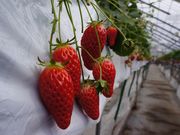 34Garden(株)三豊 大宮店の写真2