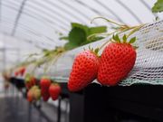 34Garden(株)三豊 大宮店の写真3