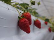 34Garden(株)三豊 大宮店の写真4