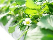雫の里農園の写真2
