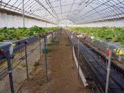 ゆめ農園 晴の写真4