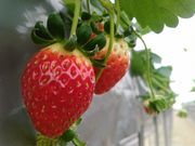 むつみ農園の写真4
