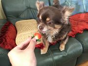 野口いちご園の写真4