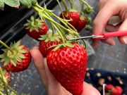 中川農園の写真2