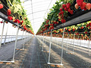 中川農園の写真4