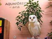 アクアフォレスト -水の森-の写真2