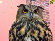 アクアフォレスト -水の森-の写真3