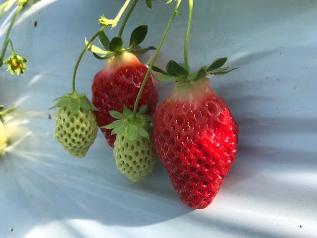 わだいちご園