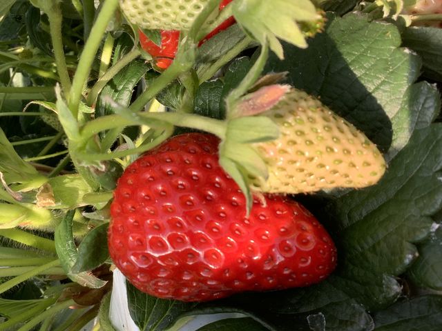 田んぼの中のいちご園
